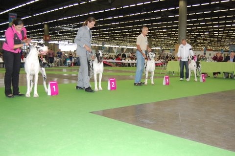 Emmy (dit elga) (Sans Affixe) - 2ème Excellent