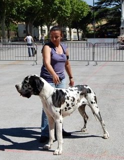 Emmy (dit elga) (Sans Affixe) - 1er Excellent