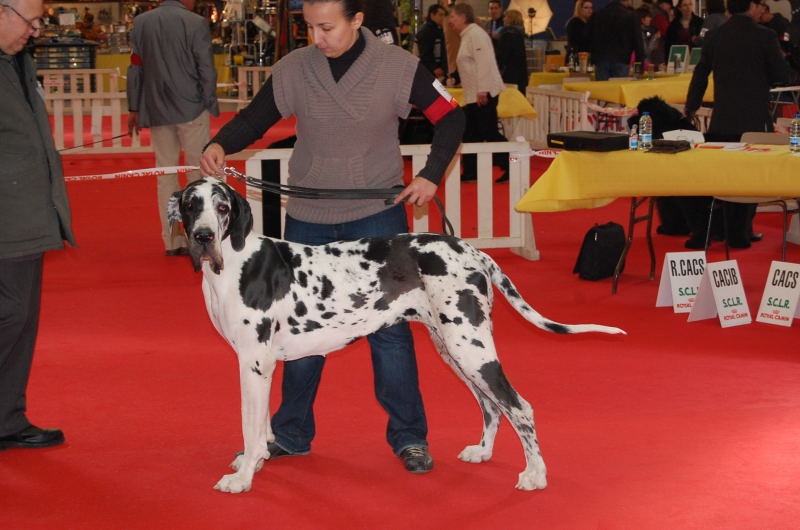 Emmy (dit elga) (Sans Affixe) - 1er Excellent