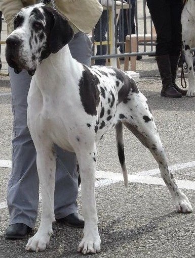 Emmy (dit elga) (Sans Affixe) - 1er Excellent - CACS/CACIB