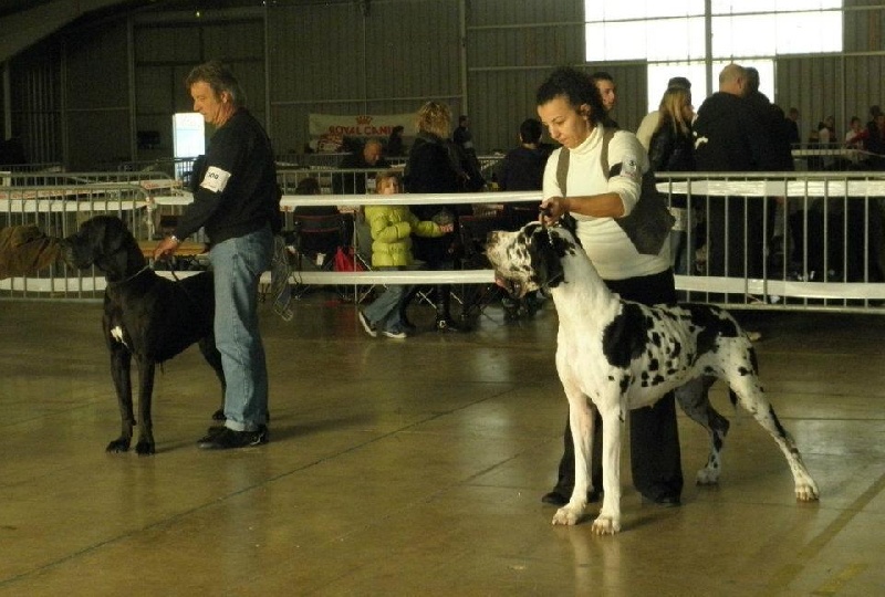 Emmy (dit elga) (Sans Affixe) - 1er Excellent - CACS - RCACIB