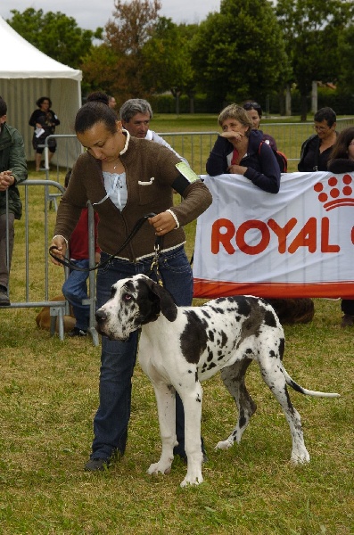 Emmy (dit elga) (Sans Affixe) - Très prometteur - meilleur puppy - RH