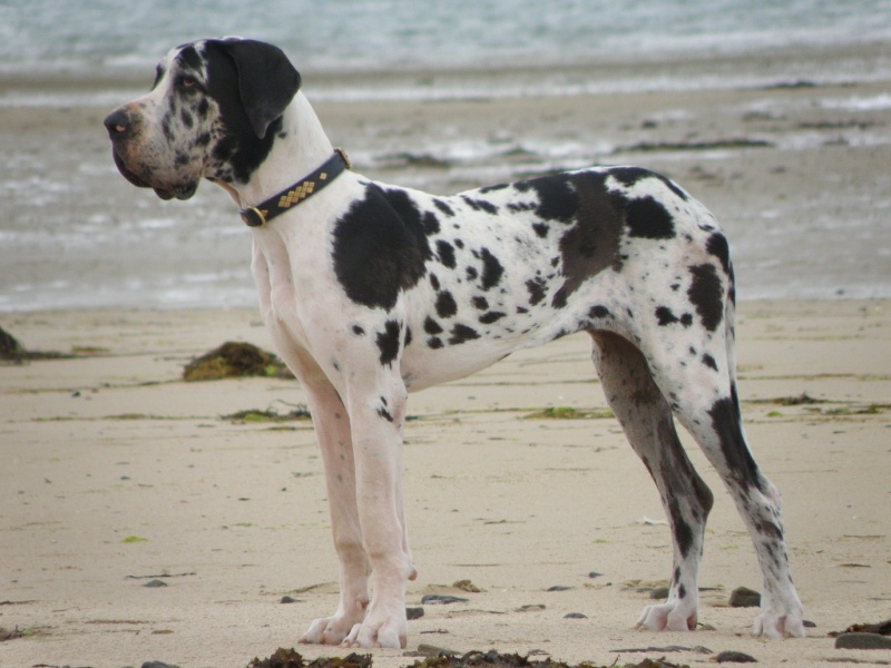 Emmy (dit elga) (Sans Affixe) - 3eme MB (classe cachorros hembras)