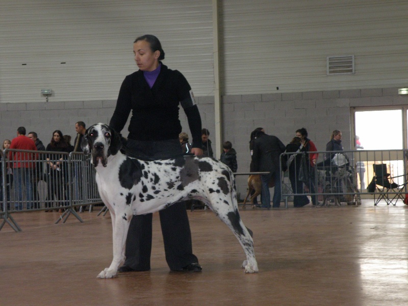 Emmy (dit elga) (Sans Affixe) - 1er Excellent - Meilleur jeune