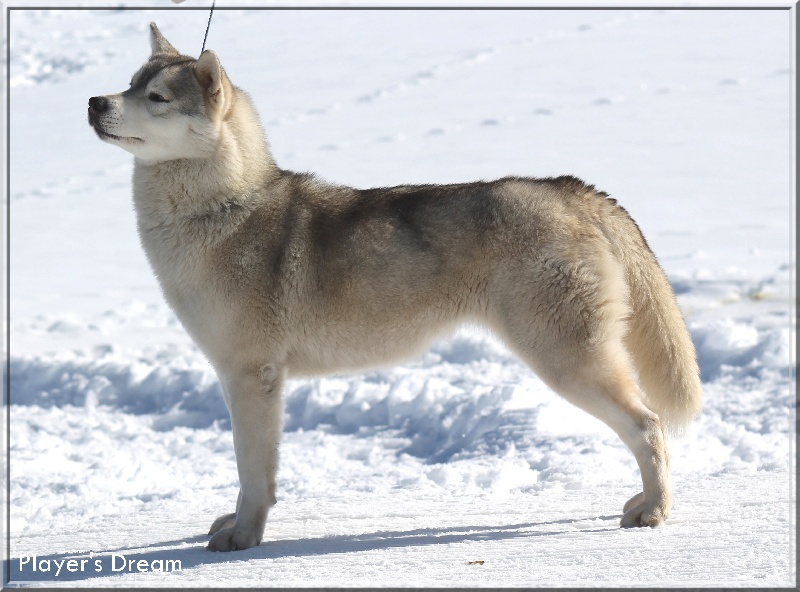 Publication : Player's Dream Auteur : Michael Delecool