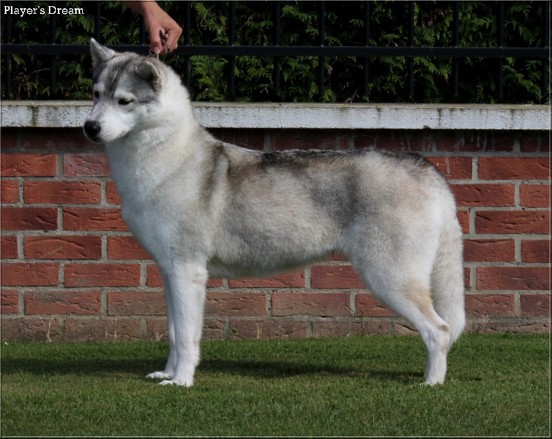 Publication : Player's Dream Auteur : Michael Delecool