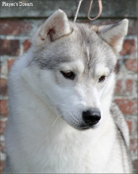 Publication : Player's Dream Auteur : Michael Delecool