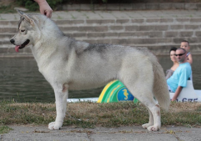 Publication : Player's Dream Auteur : Michael Delecool