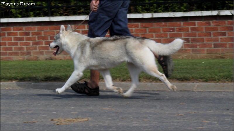 Publication : Player's Dream Auteur : Michael Delecool