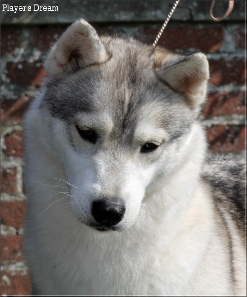 Publication : Player's Dream Auteur : Michael Delecool