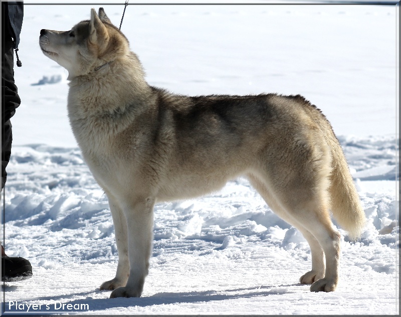 Publication : Player's Dream Auteur : Michael Delecool