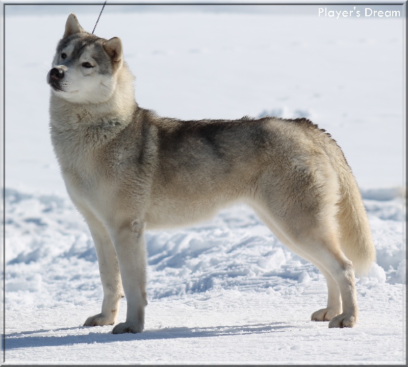 Publication : Player's Dream Auteur : Michael Delecool