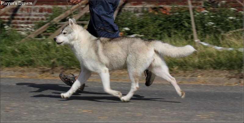 Publication : Player's Dream Auteur : Michael Delecool