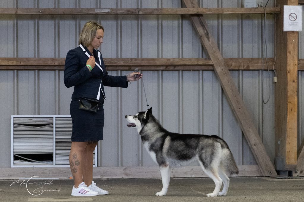 CH. Player's Dream Raging storm - 1° Exc CAC CACIB