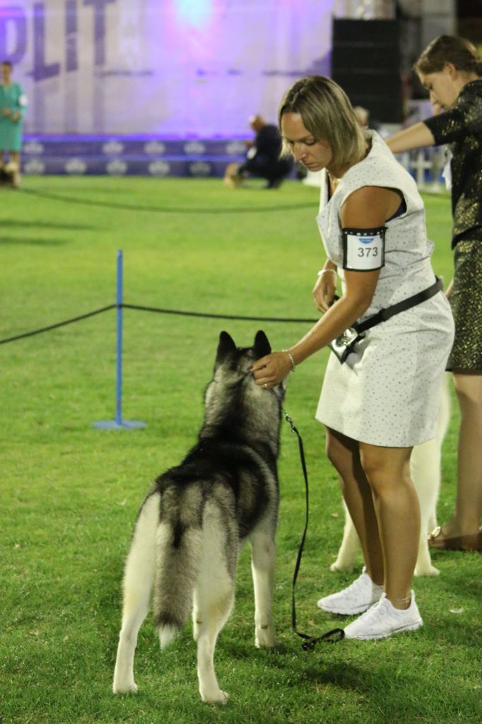 CH. Player's Dream Raging storm - 1° Exc CAC