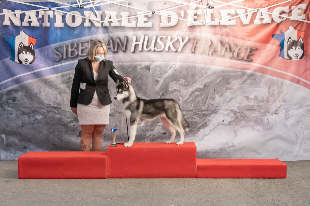 CH. Player's Dream Raging storm - 4° Très Prometteur Baby classe