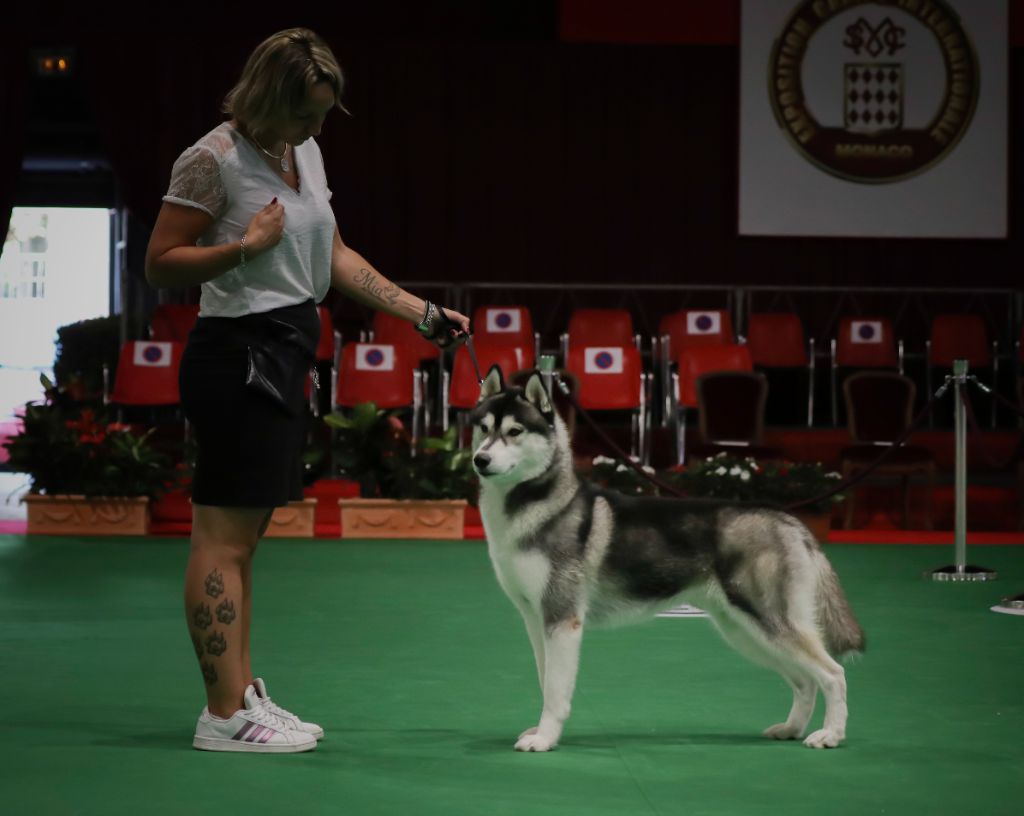 CH. Player's Dream Raging storm - 1° Exc CACS, spéciale de Race