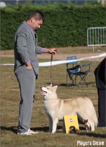 Player's Dream Hoegaarden - 3° Très prometteur Puppy femelle et 1° Paire avec Heavy