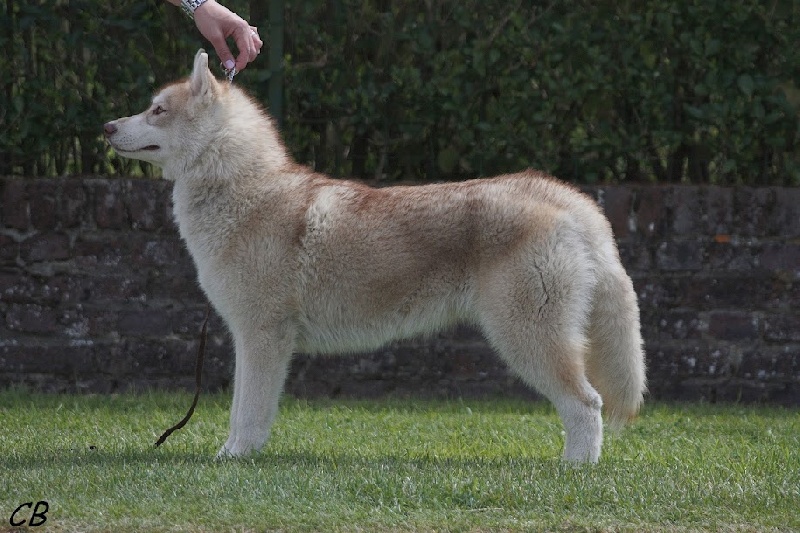 Player's Dream Hoegaarden - 1° Très prometteur, ,Best femelle puppy