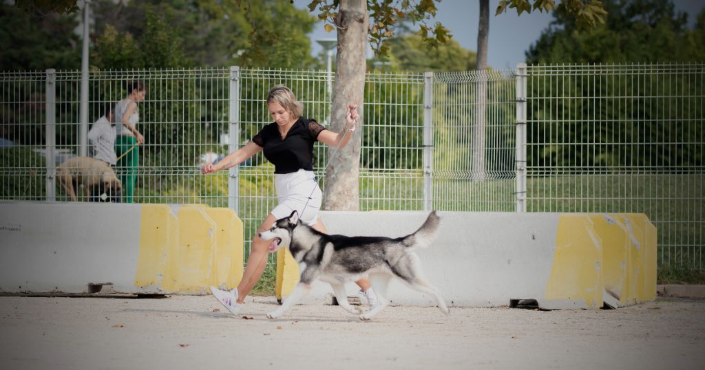 CH. Player's Dream Raging storm - 1° Exc BOB jeune