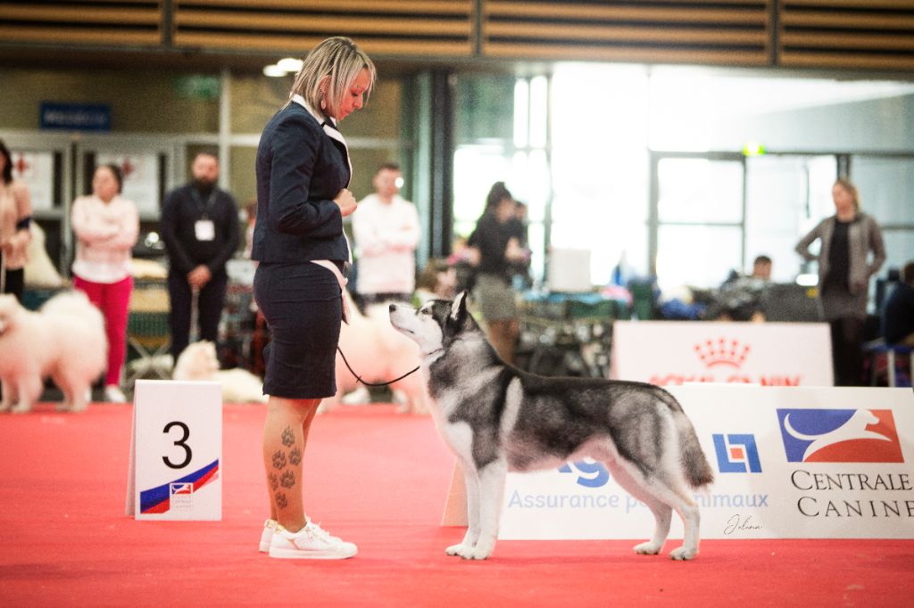 CH. Player's Dream Raging storm - Excellent