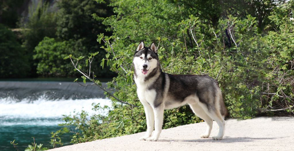 CH. Player's Dream Raging storm - 1°Exc CAC RCACIB Valid as CACIB