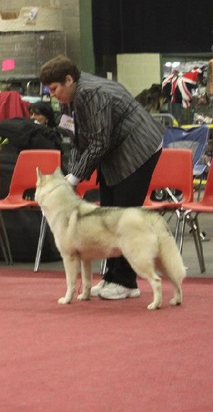 CH. Let's go to be winners of silverlight - 1° excellent classe champion