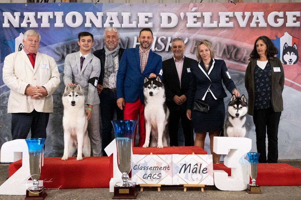 CH. Player's Dream Raging storm - 1° Ex inter, 3° au CACS, TAN et recomandé 1° choix