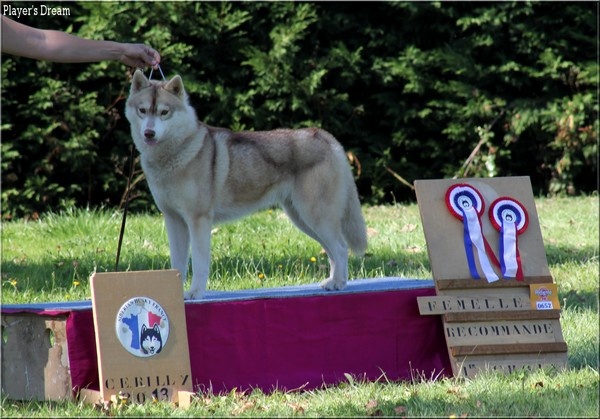 Player's Dream Hoegaarden - Recommandée 1 er choix