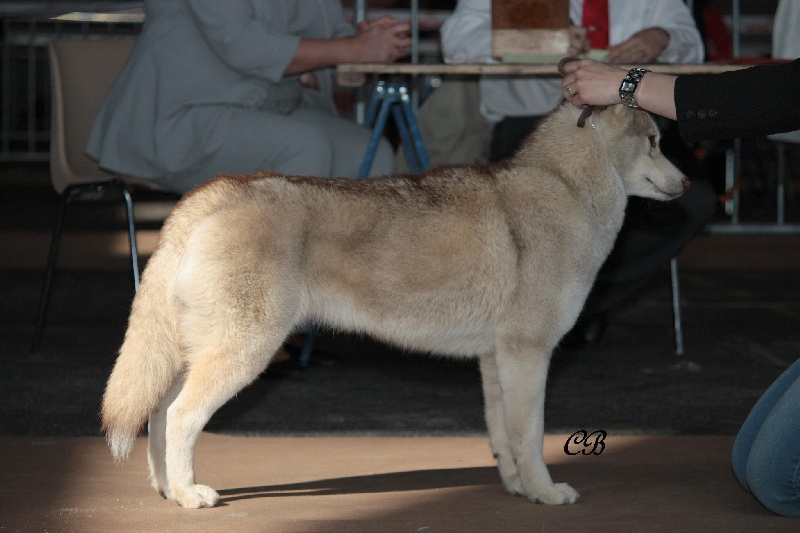 Player's Dream Hoegaarden - 2° excellent classe inter-Confirmée