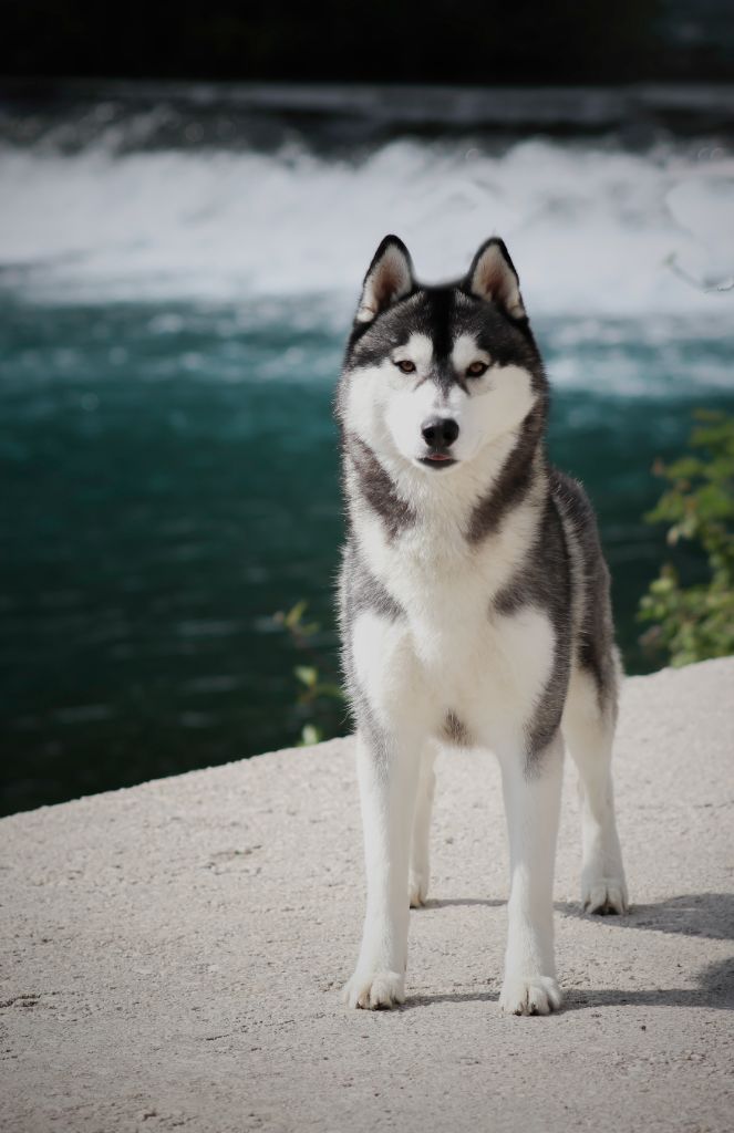 CH. Player's Dream Raging storm - 1°/2 Exc CAC