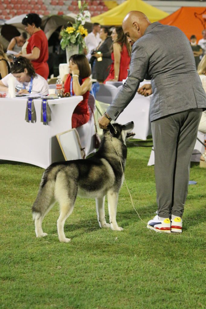 CH. Player's Dream Raging storm - 2° Exc