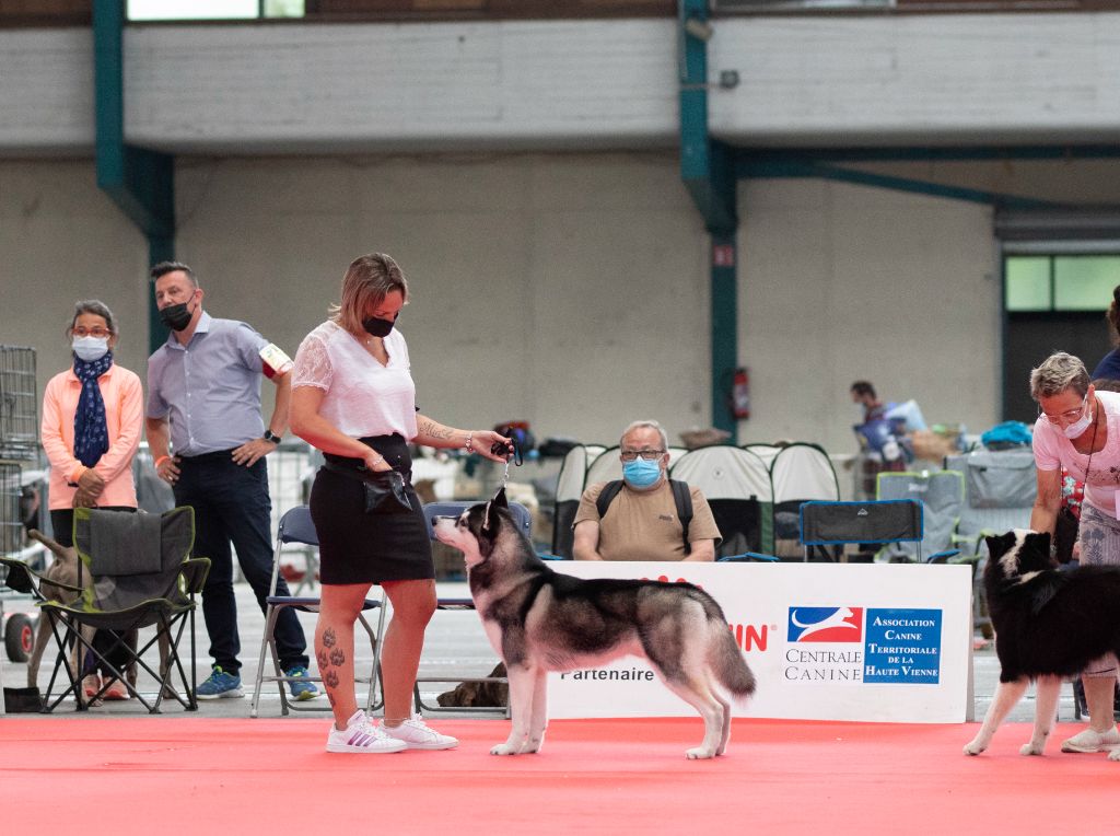 CH. Player's Dream Raging storm - 1° Exc BOBJ BOGJ2