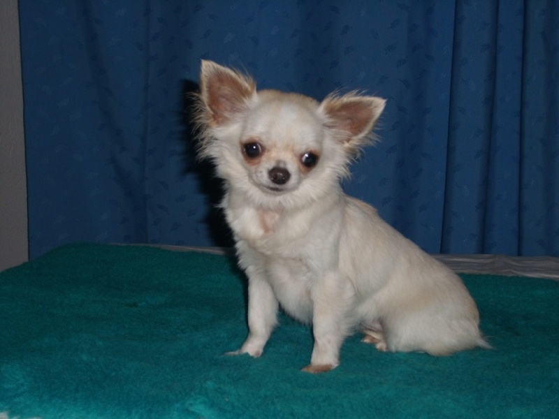 Publication : Des Jardins De Kosen Rufu Auteur : Des Jardins de Kosen Rufu