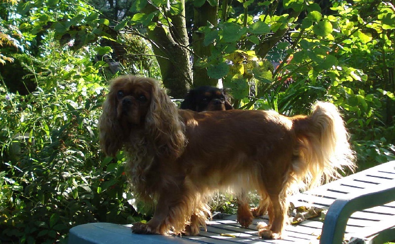 Early queen des cavaliers d'Ascott