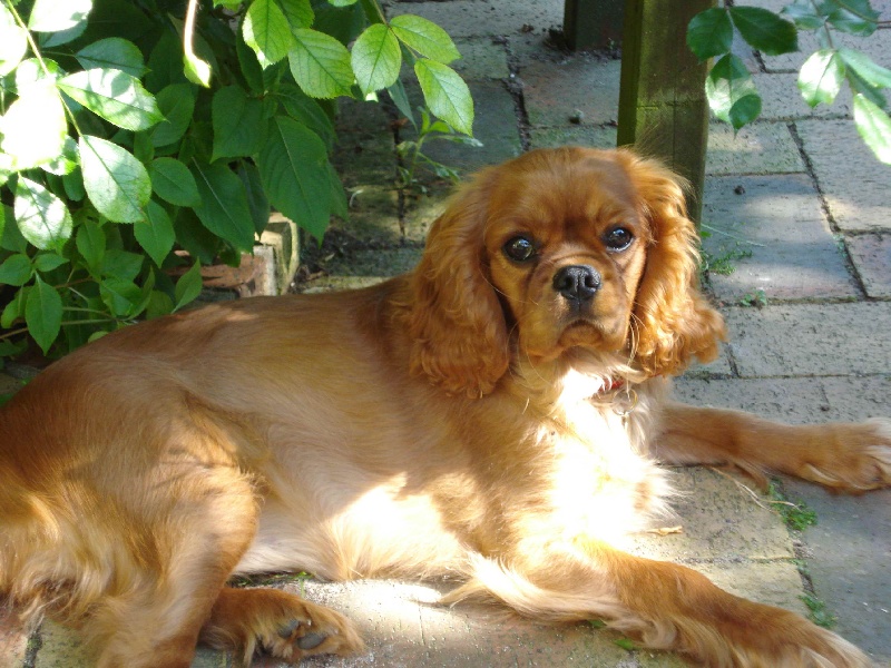 Early queen des cavaliers d'Ascott