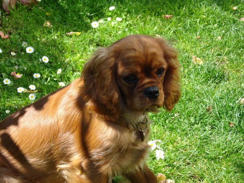 Early queen des cavaliers d'Ascott