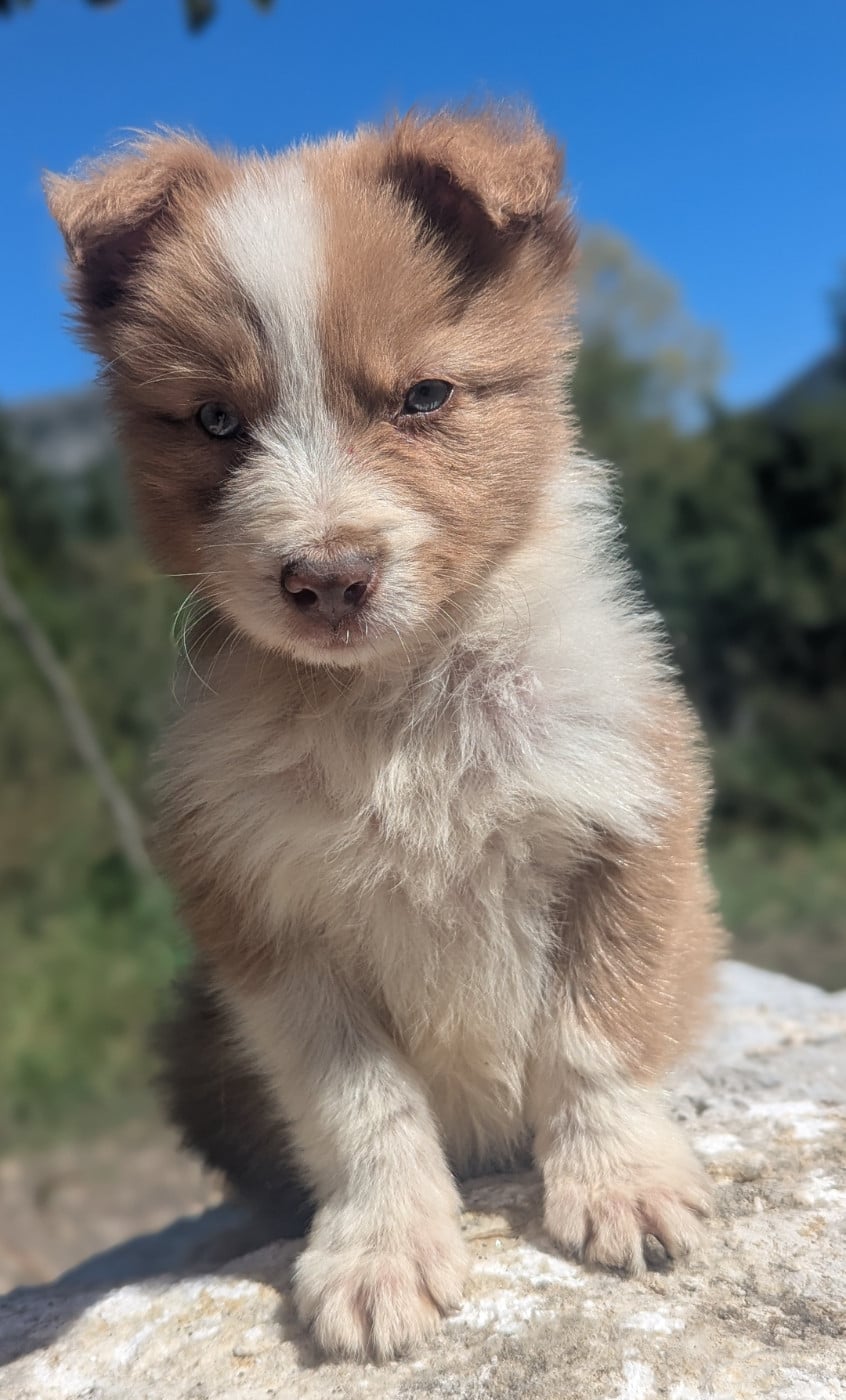 Buddy