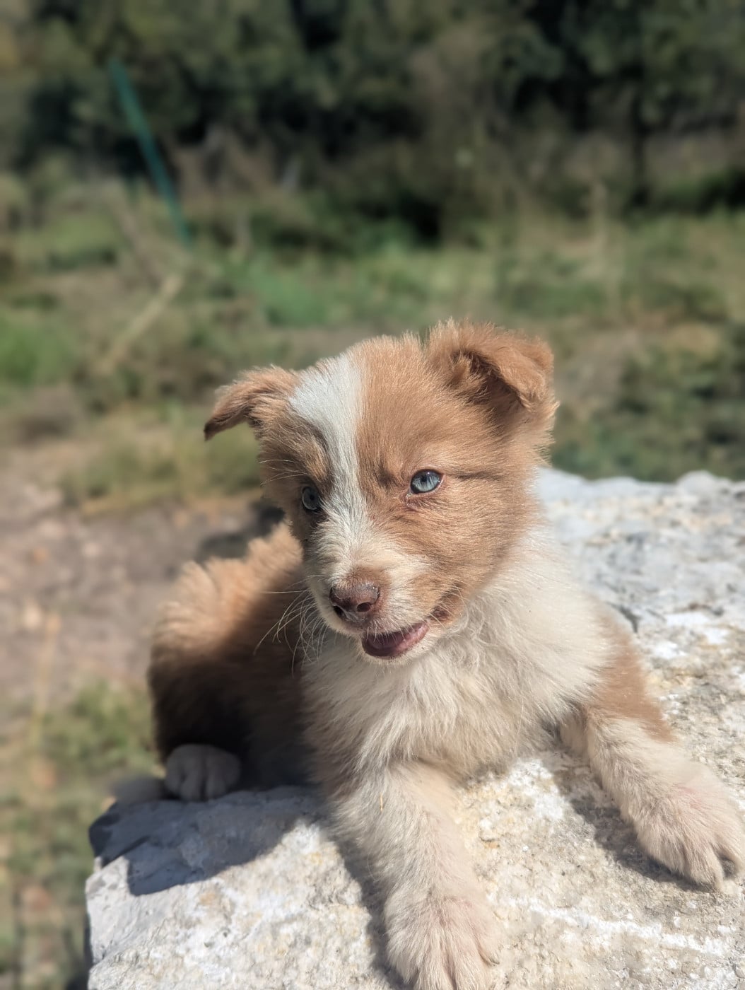 Buddy