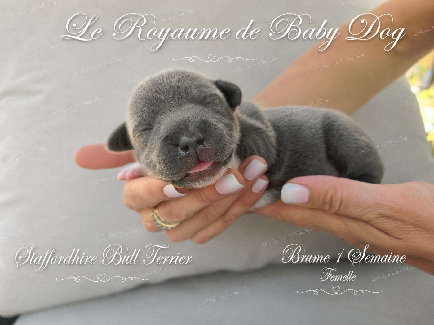 Staffordshire Bull Terrier - Du Royaume De Baby Dog