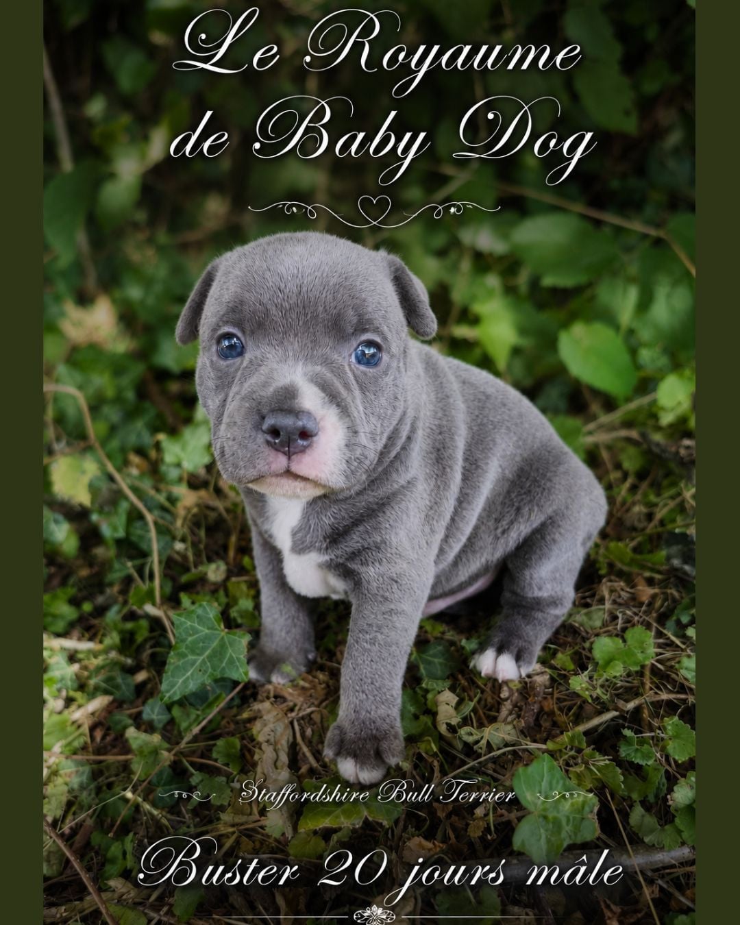 Staffordshire Bull Terrier - Du Royaume De Baby Dog