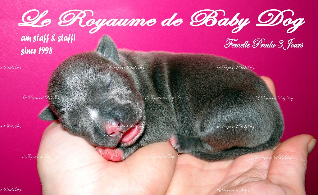 PRADA - American Staffordshire Terrier