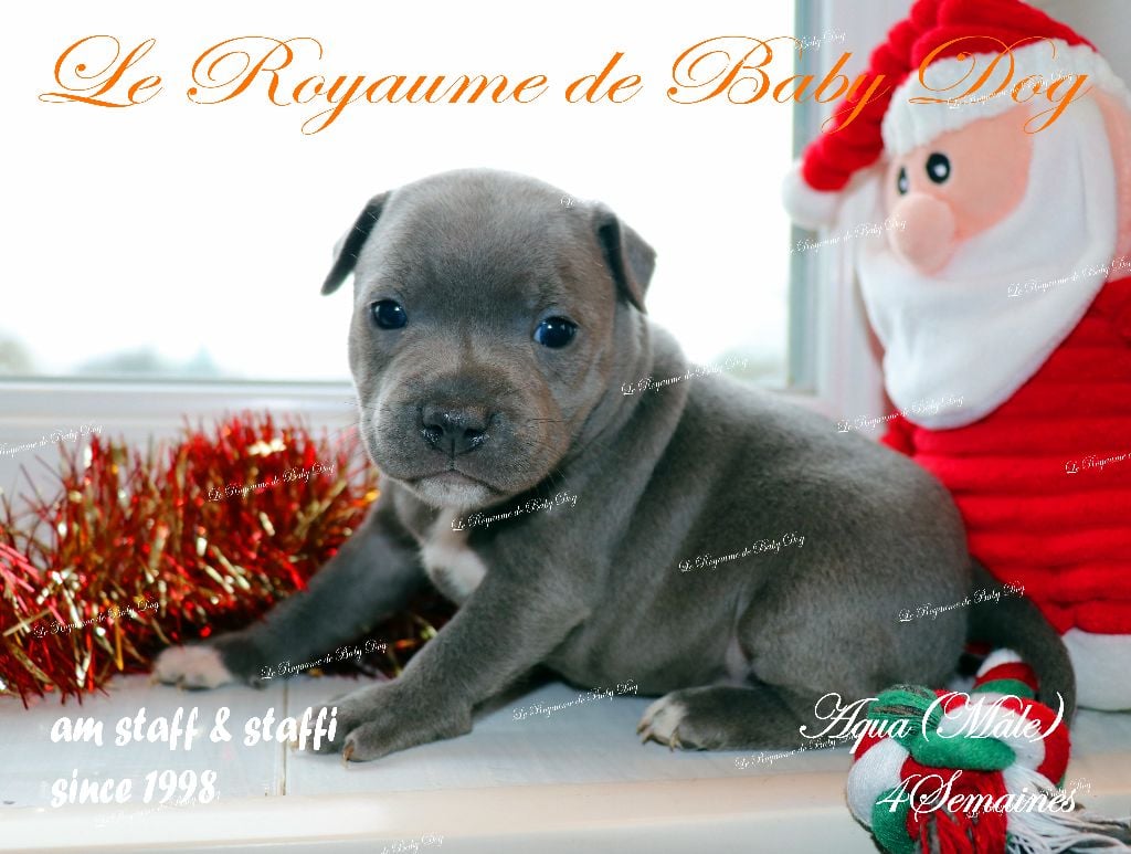 Staffordshire Bull Terrier - Du Royaume De Baby Dog