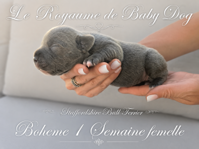 Les chiots de Staffordshire Bull Terrier
