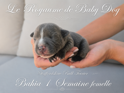 Les chiots de Staffordshire Bull Terrier