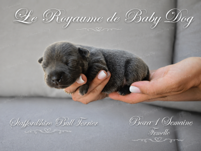 Les chiots de Staffordshire Bull Terrier