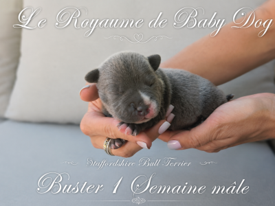 Les chiots de Staffordshire Bull Terrier