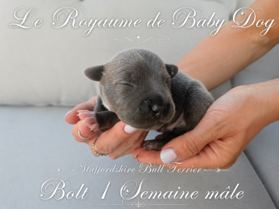 Les chiots de Staffordshire Bull Terrier
