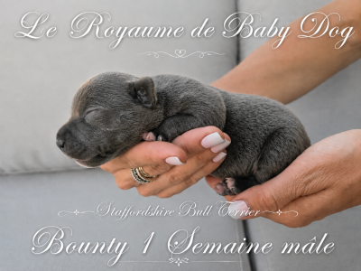 Les chiots de Staffordshire Bull Terrier