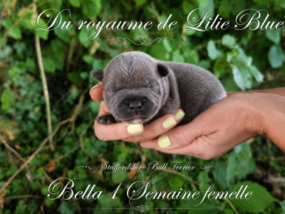 Les chiots de Staffordshire Bull Terrier